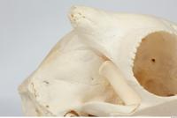 Skull Sheep - Ovis aries 0027